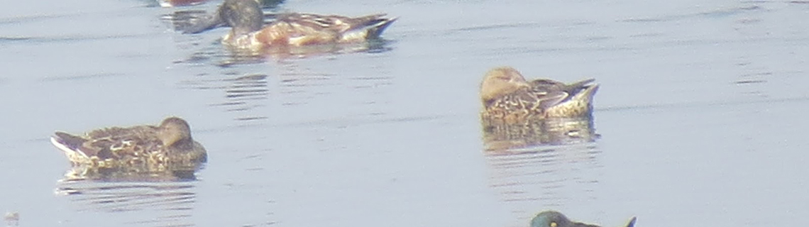 Udhwa Lake Bird Sanctuaries