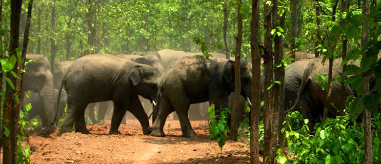 Dalma Wildlife Sanctuary